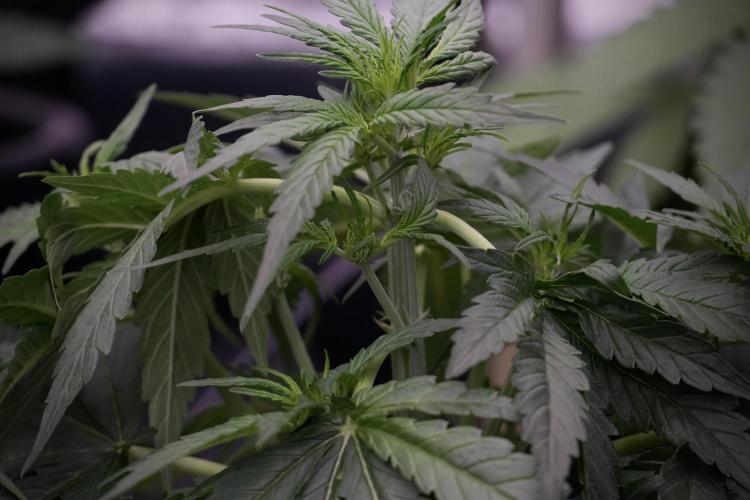 Amnesia Skunk The Zamnesia Way. Week 5 - LST trainings 