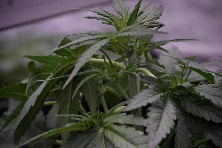 Amnesia Skunk The Zamnesia Way. Week 5 - LST trainings 