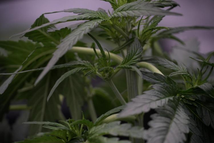 Amnesia Skunk The Zamnesia Way. Week 5 - LST trainings 