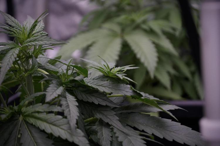 Amnesia Skunk The Zamnesia Way. Week 5 - LST trainings 