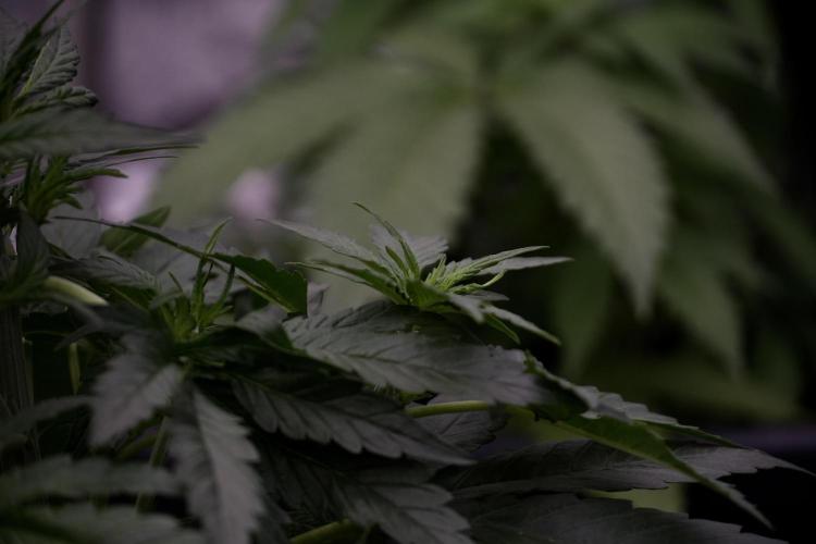 Amnesia Skunk The Zamnesia Way. Week 5 - LST trainings 