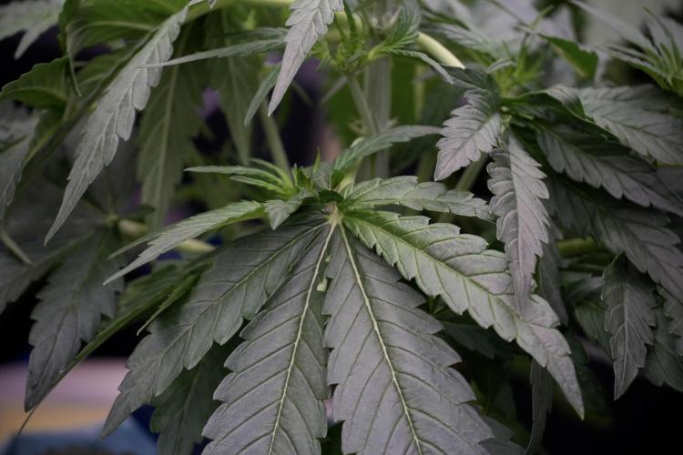 Amnesia Skunk The Zamnesia Way. Week 5 - LST trainings 