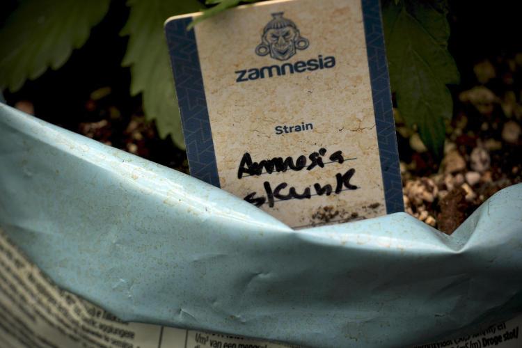 Amnesia Skunk The Zamnesia Way. Week 5 - Amnesia Skunk 