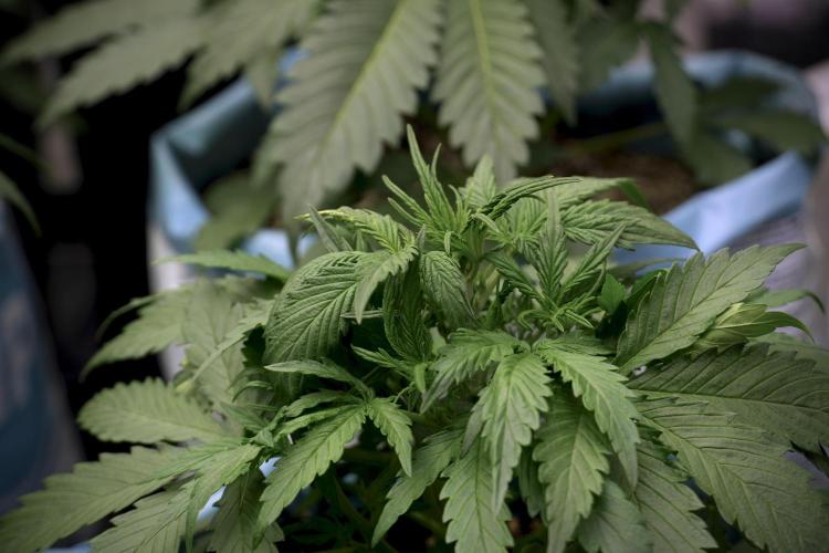 Amnesia Skunk The Zamnesia Way. Week 5 - LST trainings 