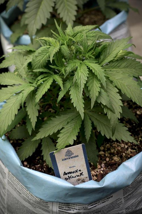 Amnesia Skunk The Zamnesia Way. Week 5 - LST trainings 