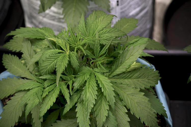 Amnesia Skunk The Zamnesia Way. Week 5 - LST trainings 