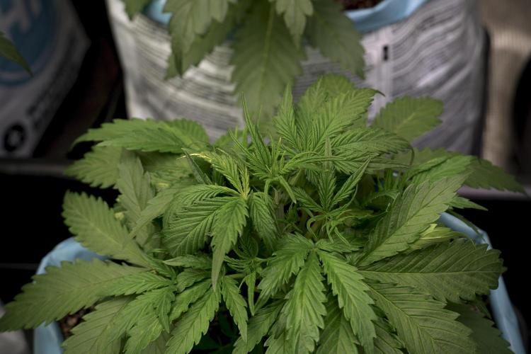 Amnesia Skunk The Zamnesia Way. Week 5 - LST trainings 