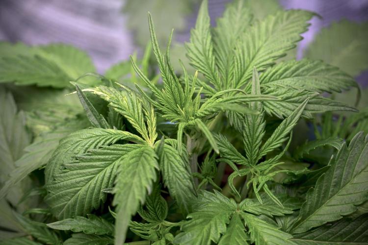 Amnesia Skunk The Zamnesia Way. Week 5 - LST trainings 