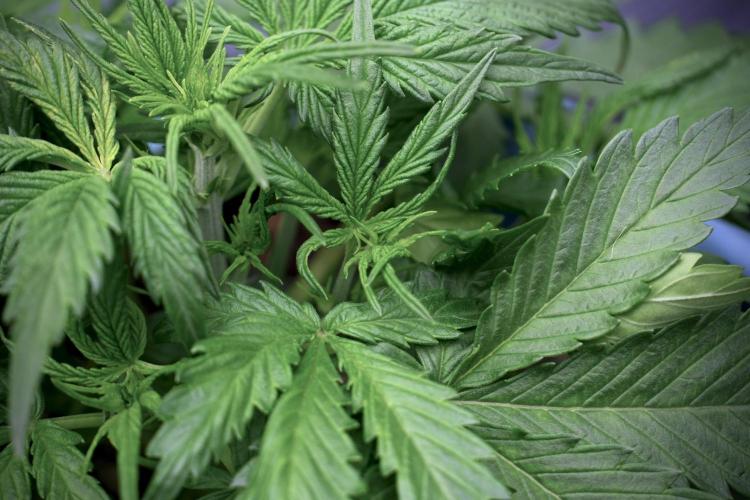 Amnesia Skunk The Zamnesia Way. Week 5 - LST trainings 