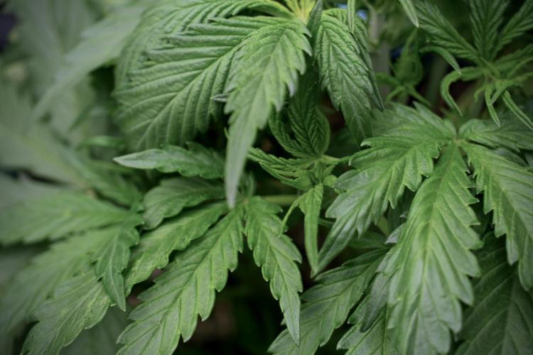 Amnesia Skunk The Zamnesia Way. Week 5 - LST trainings 