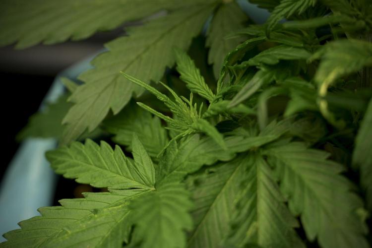 Amnesia Skunk The Zamnesia Way. Week 5 - LST trainings 