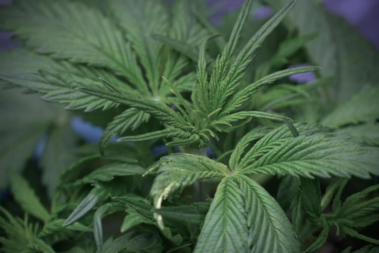 Amnesia Skunk The Zamnesia Way. Week 5 - LST trainings 