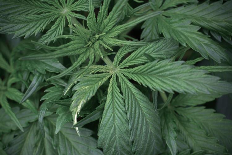 Amnesia Skunk The Zamnesia Way. Week 5 - LST trainings 