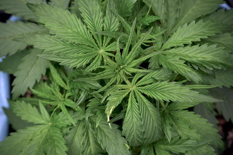 Amnesia Skunk The Zamnesia Way. Week 5 - LST trainings 