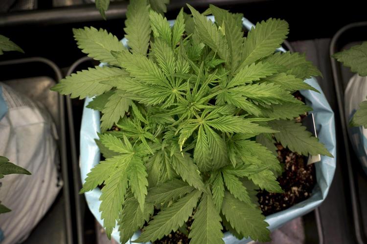 Amnesia Skunk The Zamnesia Way. Week 5 - LST trainings 