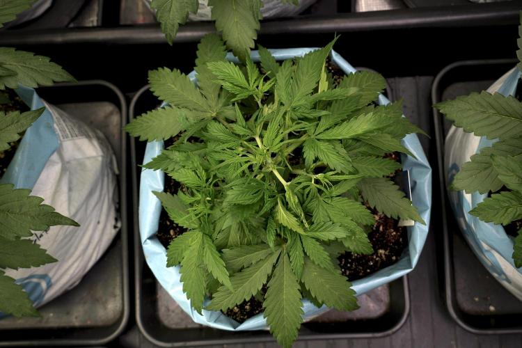Amnesia Skunk The Zamnesia Way. Week 5 - LST trainings 