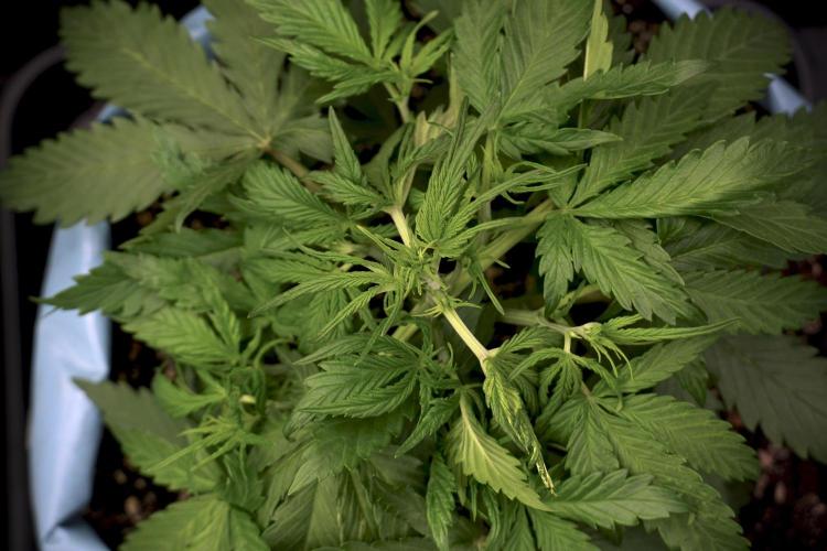 Amnesia Skunk The Zamnesia Way. Week 5 - LST trainings 