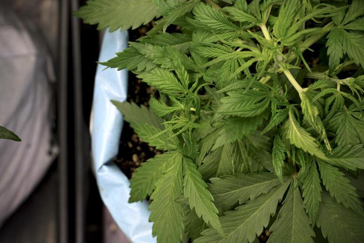 Amnesia Skunk The Zamnesia Way. Week 5 - LST trainings 