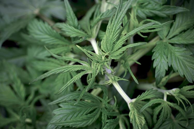 Amnesia Skunk The Zamnesia Way. Week 5 - LST trainings 