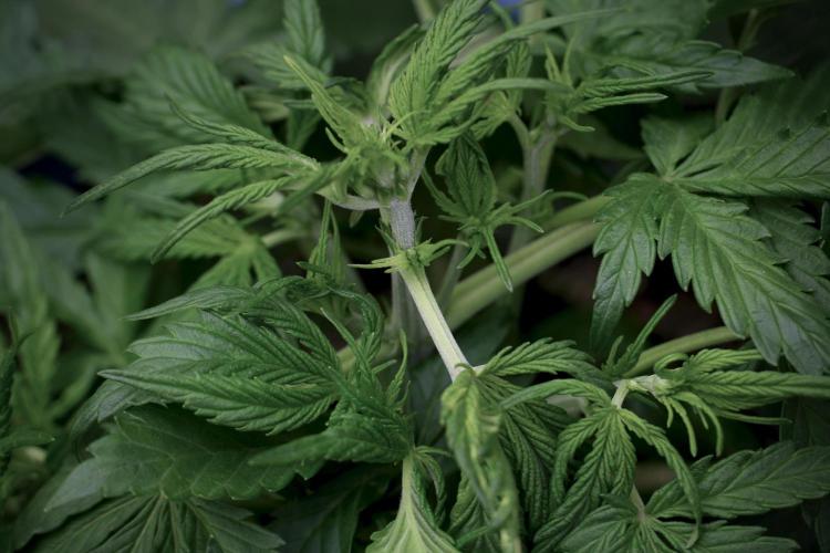 Amnesia Skunk The Zamnesia Way. Week 5 - LST trainings 