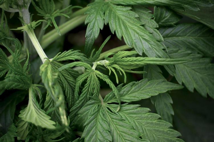 Amnesia Skunk The Zamnesia Way. Week 5 - LST trainings 