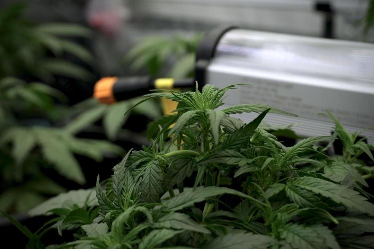 Amnesia Skunk The Zamnesia Way. Week 5 - LST trainings 