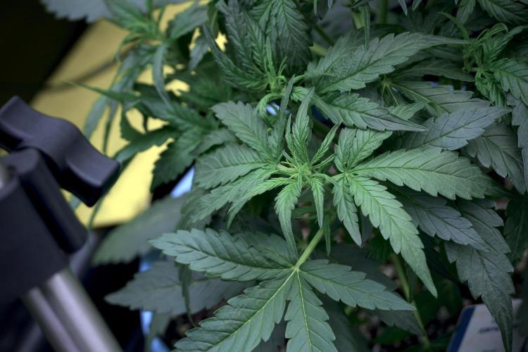 Amnesia Skunk The Zamnesia Way. Week 5 - LST trainings 