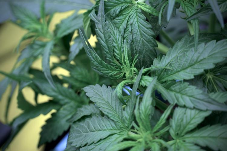 Amnesia Skunk The Zamnesia Way. Week 5 - LST trainings 