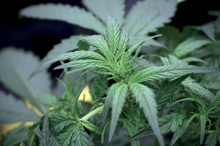 Amnesia Skunk The Zamnesia Way. Week 5 - LST trainings 