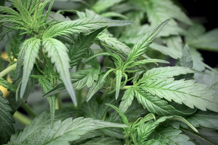 Amnesia Skunk The Zamnesia Way. Week 5 - LST trainings 