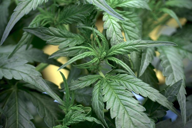 Amnesia Skunk The Zamnesia Way. Week 5 - LST trainings 