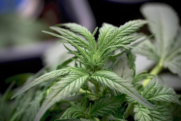 Amnesia Skunk The Zamnesia Way. Week 5 - LST trainings 