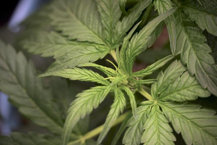 Amnesia Skunk The Zamnesia Way. Week 5 - LST trainings 