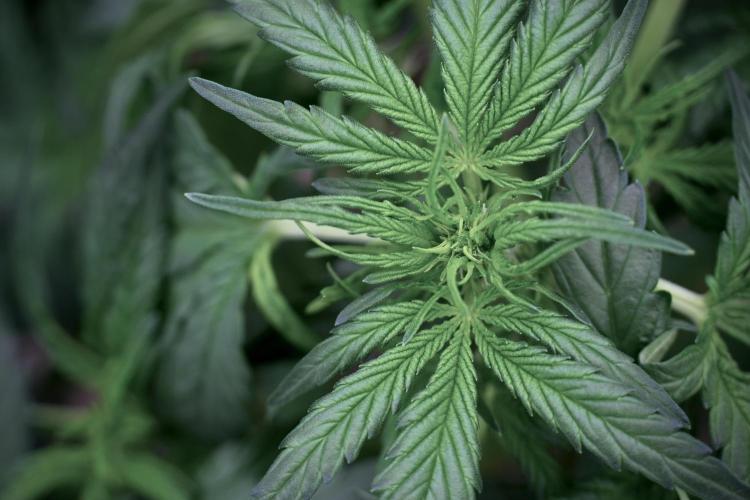 Amnesia Skunk The Zamnesia Way. Week 5 - LST trainings 