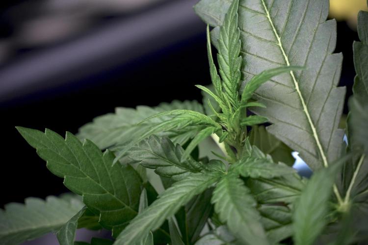 Amnesia Skunk The Zamnesia Way. Week 5 - LST trainings 