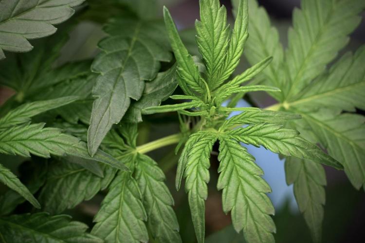 Amnesia Skunk The Zamnesia Way. Week 5 - LST trainings 