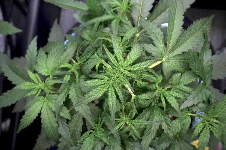 Amnesia Skunk The Zamnesia Way. Week 5 - LST trainings 