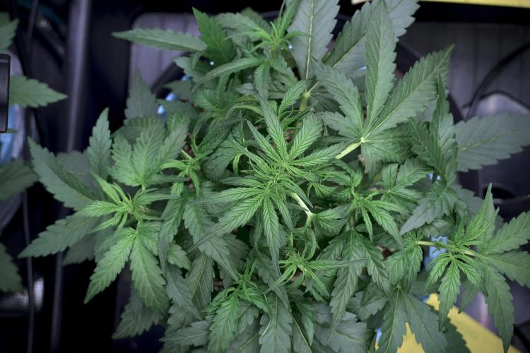 Amnesia Skunk The Zamnesia Way. Week 5 - LST trainings 