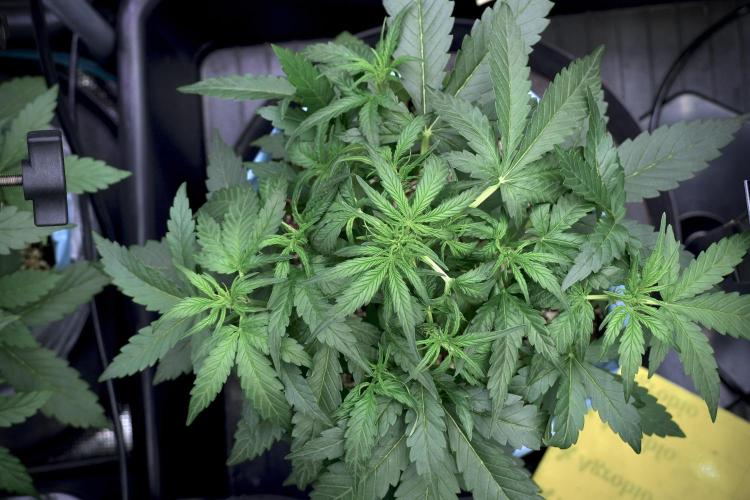 Amnesia Skunk The Zamnesia Way. Week 5 - LST trainings 