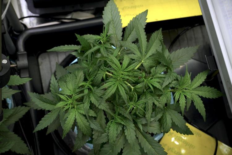 Amnesia Skunk The Zamnesia Way. Week 5 - LST trainings 