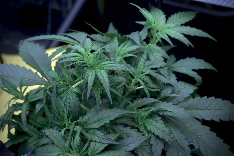 Amnesia Skunk The Zamnesia Way. Week 5 - LST trainings 