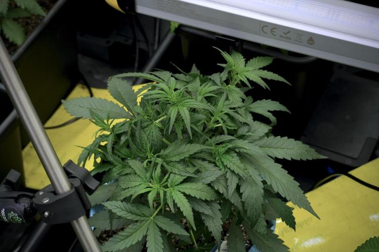 Amnesia Skunk The Zamnesia Way. Week 5 - LST trainings 