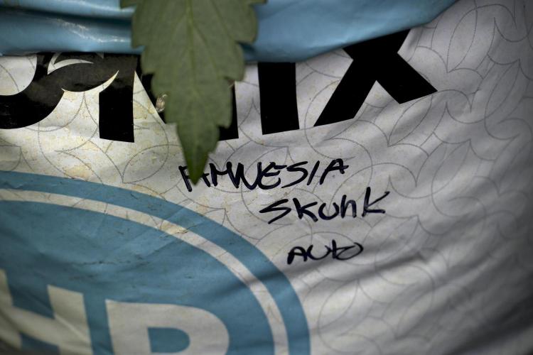 Amnesia Skunk The Zamnesia Way. Week 5 - Amnesia Skunk 