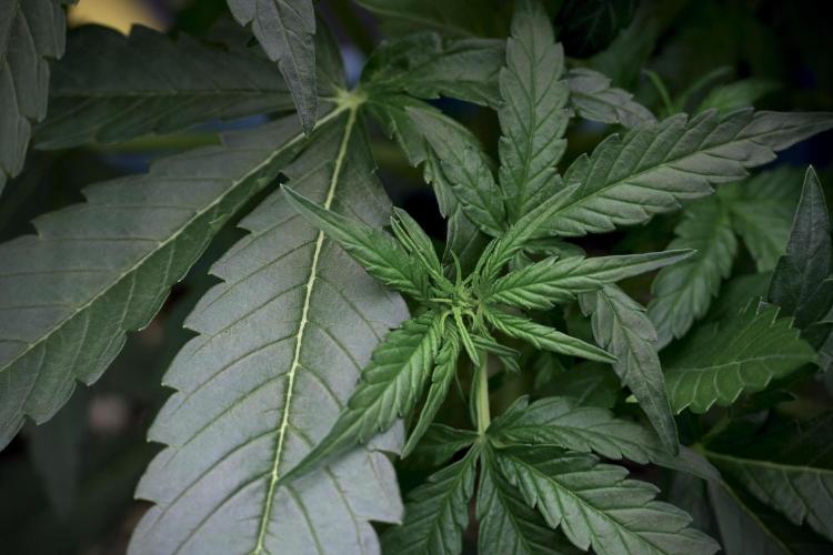 Amnesia Skunk The Zamnesia Way. Week 5 - LST trainings 