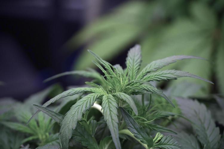 Amnesia Skunk The Zamnesia Way. Week 5 - LST trainings 