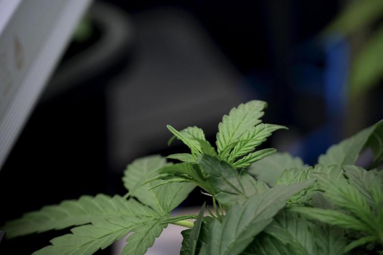 Amnesia Skunk The Zamnesia Way. Week 5 - LST trainings 