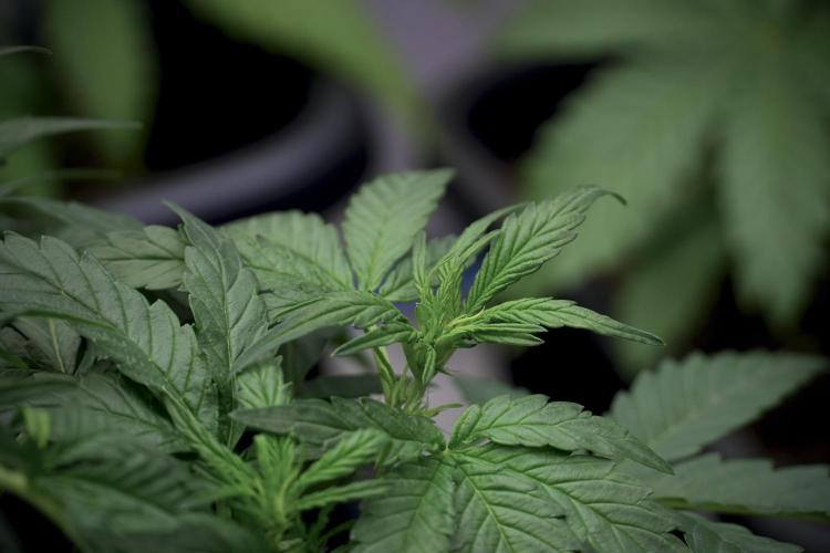 Amnesia Skunk The Zamnesia Way. Week 5 - LST trainings 