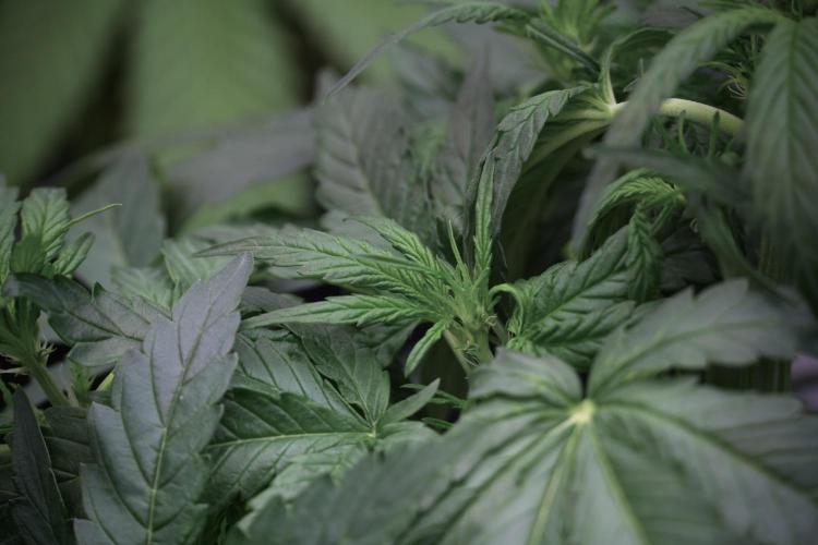 Amnesia Skunk The Zamnesia Way. Week 5 - LST trainings 