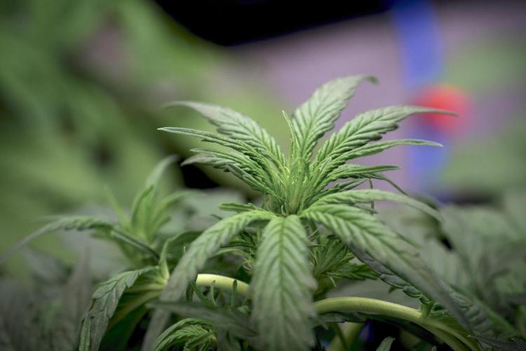 Amnesia Skunk The Zamnesia Way. Week 5 - LST trainings 