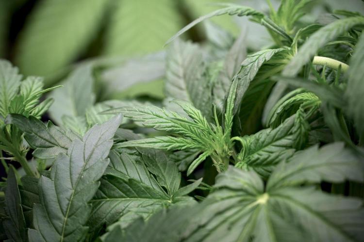 Amnesia Skunk The Zamnesia Way. Week 5 - LST trainings 